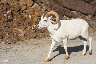 属羊与属狗的明星夫妻,明星夫妻的甜蜜碰撞