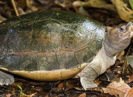 乌龟和王八的区别图片,探寻两者间的异同