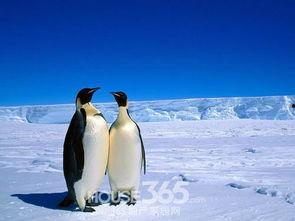 企鹅图片和企鹅资料,企鹅的生存智慧与魅力风采